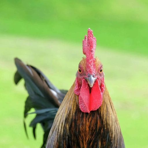 chicken headshot